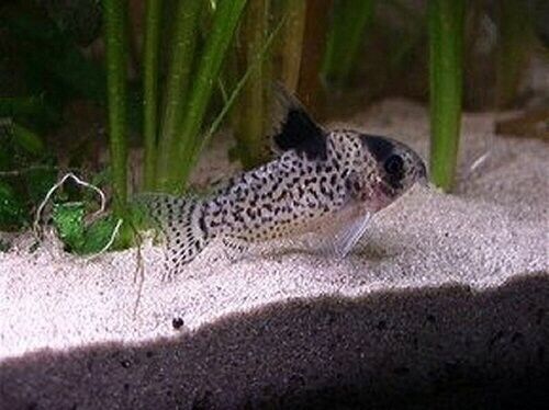 🐟3x Corydoras Leucomelas - False Spotted / Black Fin! 🐟 Live Freshwater Fish