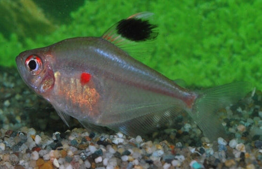 ❤️6x Bleeding Heart Peru Tetras - Elegance in Motion! Hard to Find Wild caught❤️