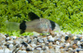 6x Panda Corydoras Peaceful Vibrant Healthy Freshwater Cory Catfish Live Fish