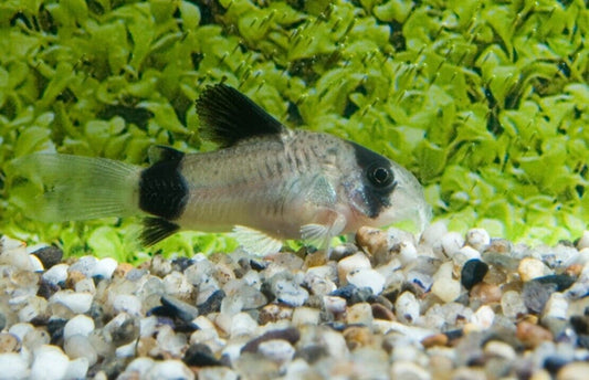 6x Panda Corydoras Peaceful Vibrant Healthy Freshwater Cory Catfish Live Fish