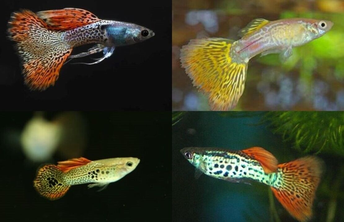 (12 Pack) MALE SNAKESKIN GUPPIES Great quality Live Fish Nice variety mix