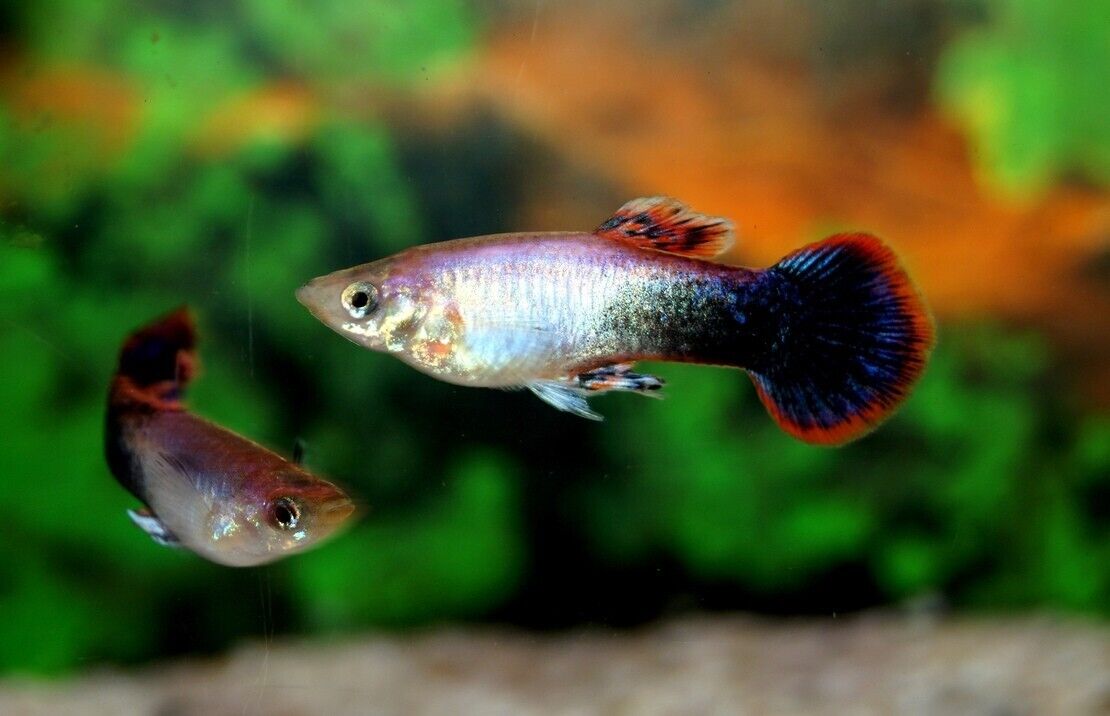 🎩 6x Pink Tuxedo Guppy MALES - Elegance in Delicate Pink Hues! 🌿 Live Fish