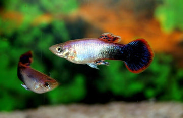 🎩 6x Pink Tuxedo Guppy MALES - Elegance in Delicate Pink Hues! 🌿 Live Fish