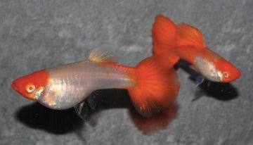 🎩PAIR of Koi Kohaku Guppy - Elegance in reds and white! 🌿 Live Fish