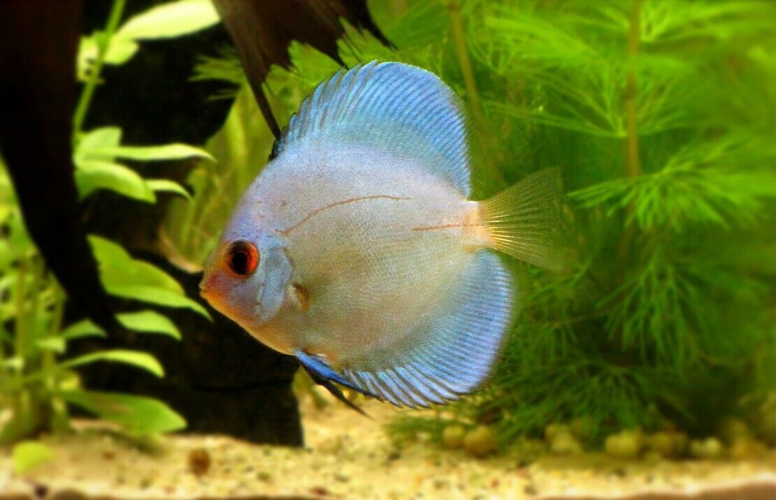 Blue Diamond Discus Fish 2.5" Size Healthy Live Angel Fish tropical aquarium