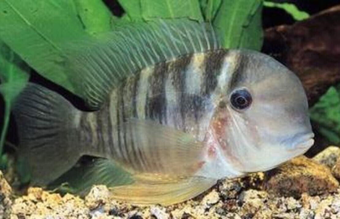 3 Geoph. Balzanii  1.5" - 1.75" - Beautiful Geophagus Live Fish Healthy Active