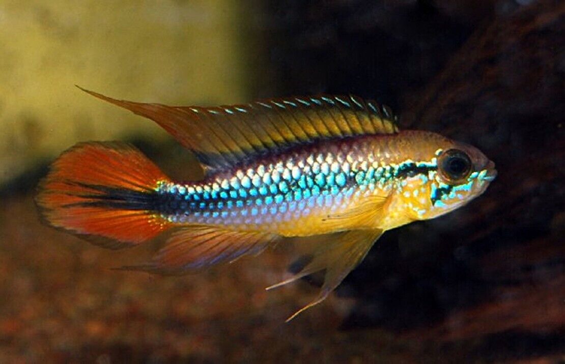 1 Pair Apistogramma Agasizzi Red Live Tropical Aquarium Fish Fast Ship