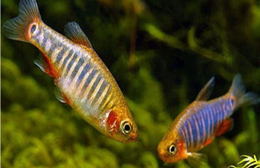 8x Live Emerald Dwarf Danio Rasbora - Stunning Aquatic Charm! Tropical Fish