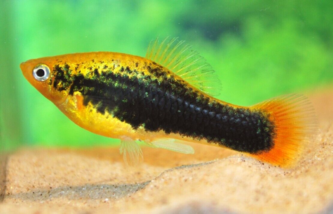 6 Platy Hawaii Variatus - New Hard to get Stunning Freshwater Aquarium Fish!