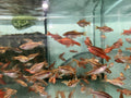 12 Large Cherry Barbs - Peaceful Schooling Live Fish Fast Shipping