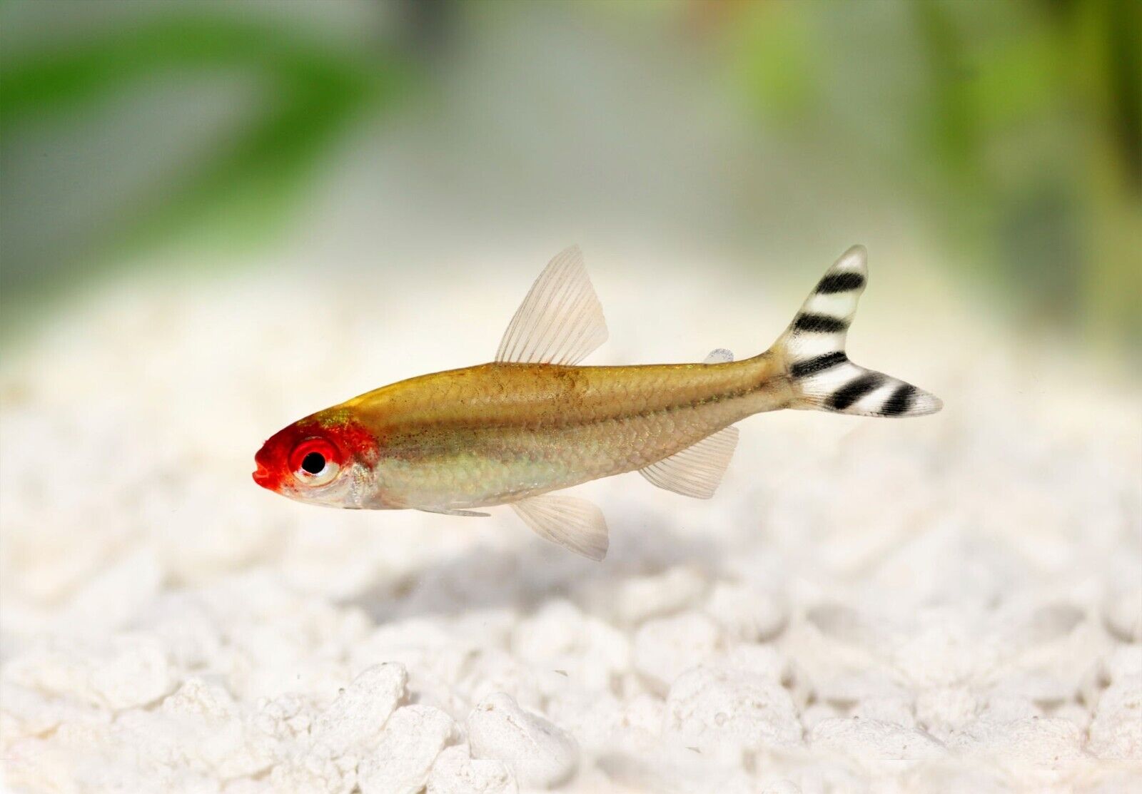 🔴 6x Rummy Nose Tetra Large - Live Freshwater Fish Illuminate Your Aquarium! 🌿