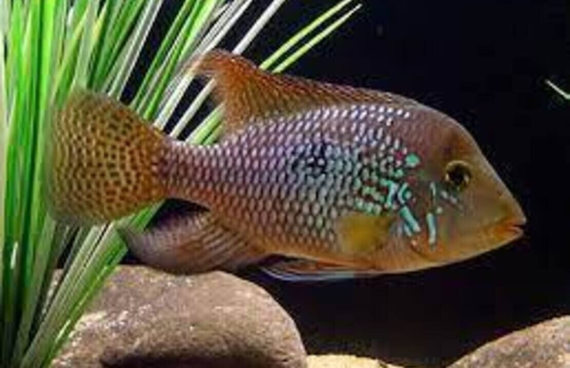 3 GEOPHAGUS BRASILIENSIS CICHLID 1.75" Beautiful Pearl Cichlid Live Fish