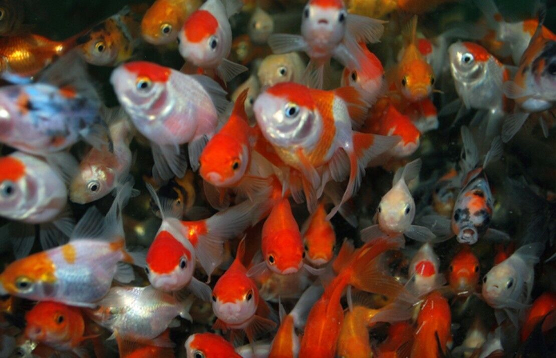 2X Assorted ORANDA Fantail Goldfish 2" - 2.5" Live Fish for Pond *FAST SHIPPING*