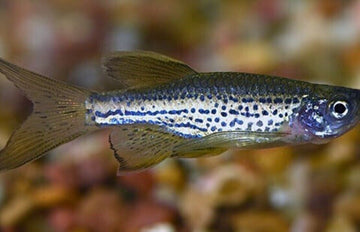 12 Healthy LEOPARD LONG FIN DANIO (Danio rerio) Mid to top water Live Fish🐆