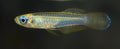 6 Pack of Norman's Blue Lampeye Killie beautiful Live Fish Freshwater Aquarium