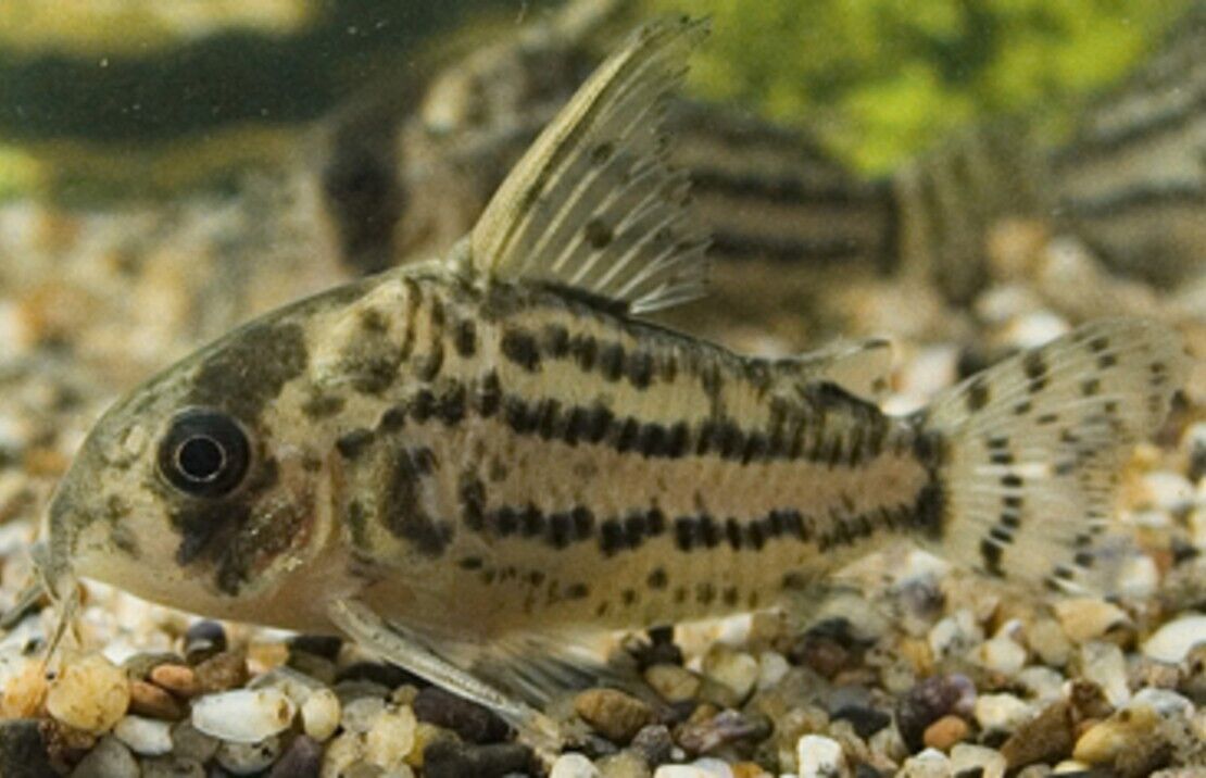 6x Corydora Schwartzi Schwartz's Elegance in Miniature Form Fast Ship Live Fish