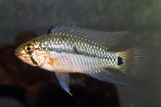 1 Pair Apistogramma Diamond medium Apistogramma Diamante Live Fish Fast Shipping