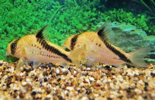 🐟 3x Melini Corydoras False Bandit Cory- Nano Wonders ! 🌈CRAZY PRICE Live Fish