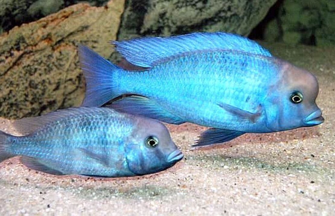 3x Haplochromis Moorii 1.75"  Stunning Live Fish: Unique African Cichlid Species