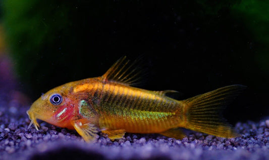 3x Corydora Orange Laser Elegance in Miniature Form Fast Ship Live Fish small