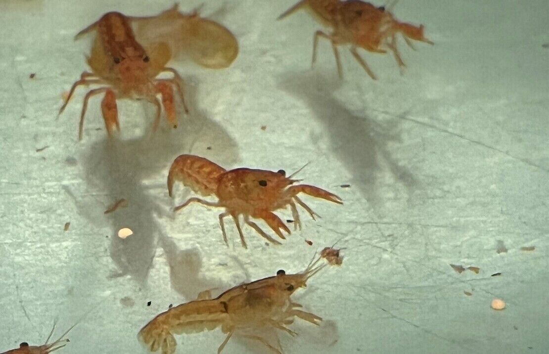 Orange Mini Lobster Cambarellus Patzcuarensis Live Freshwater Fish fun Addition