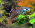 2 RARE Rainbow Stiphodon Goby Live Tropical Fish Limited Stock Fast Ship Nano