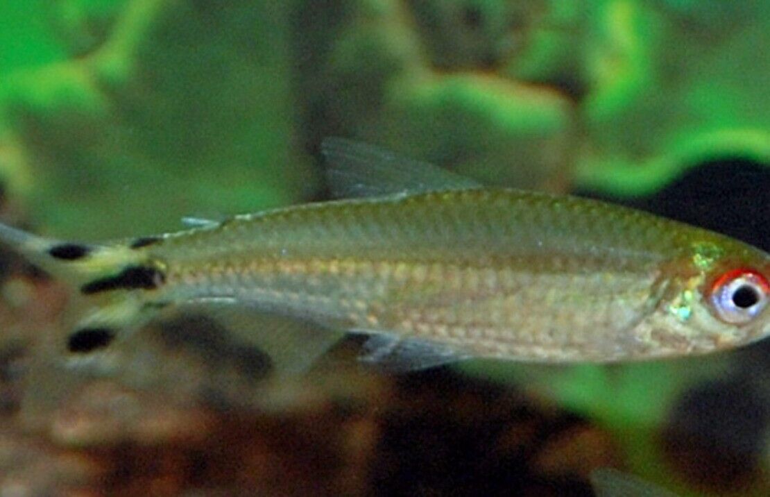 🔴 6x Rummy Nose Tetra Large - Live Freshwater Fish Illuminate Your Aquarium! 🌿