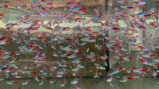 12, 24, 36, Neon Tetra (Medium size) Mesmerizing Vibrant Live Fish for your