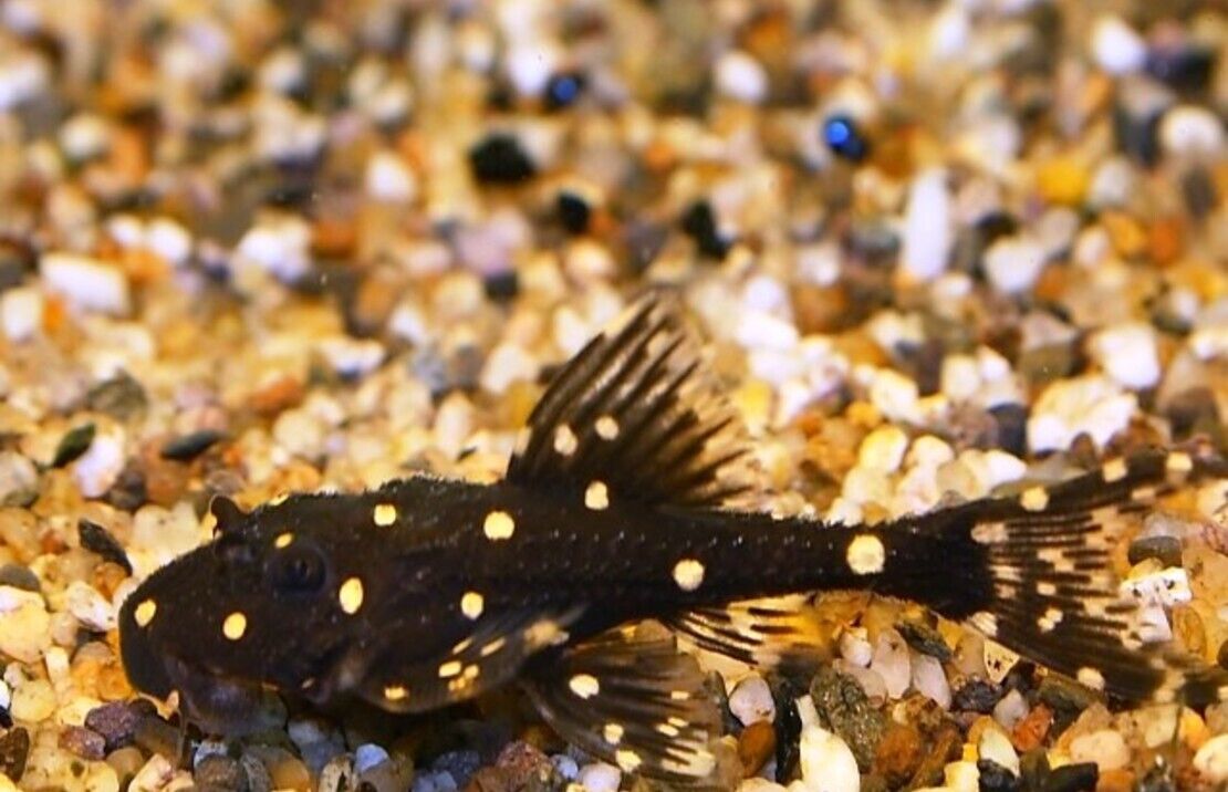 L155 Adonis Pleco / Acanthicus Adonis - 1.5"-2” Live Fish Healthy Plecos Stunner