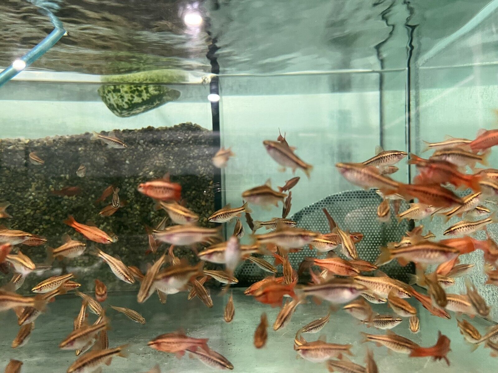 12 Large Cherry Barbs - Peaceful Schooling Live Fish Fast Shipping