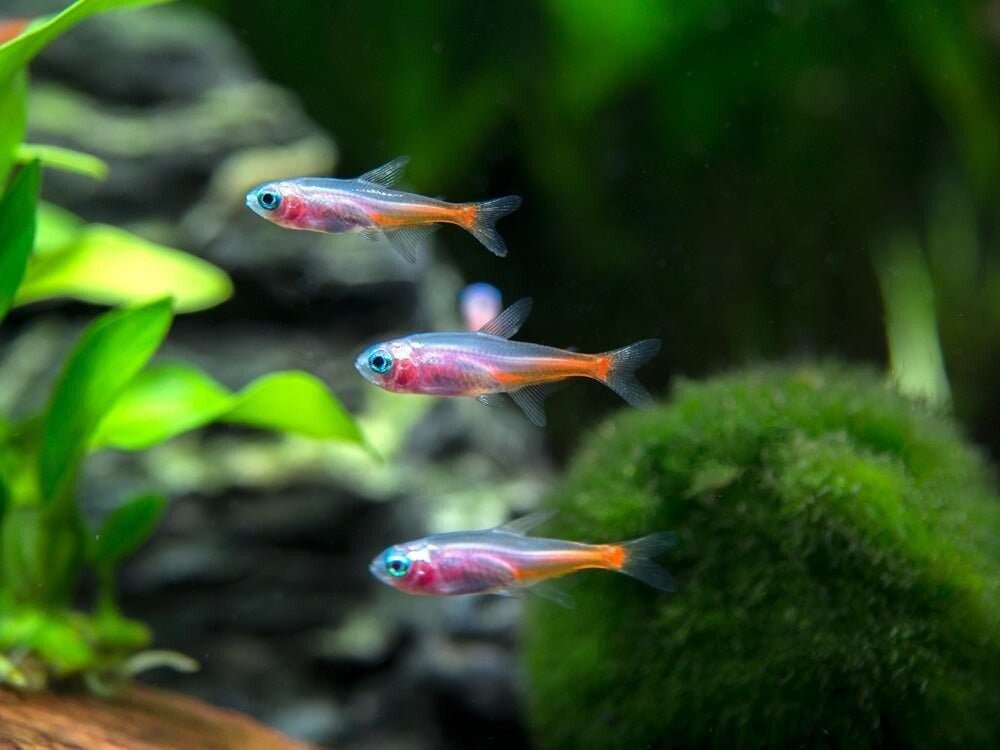 12x Platinum Neon Tetra - White Platinum Wow!! Live Tropical Fish Schooling