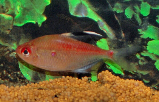 5x Bleeding Heart Flameback Tetra - Fiery Elegance! Live Tropical Fish Schooling