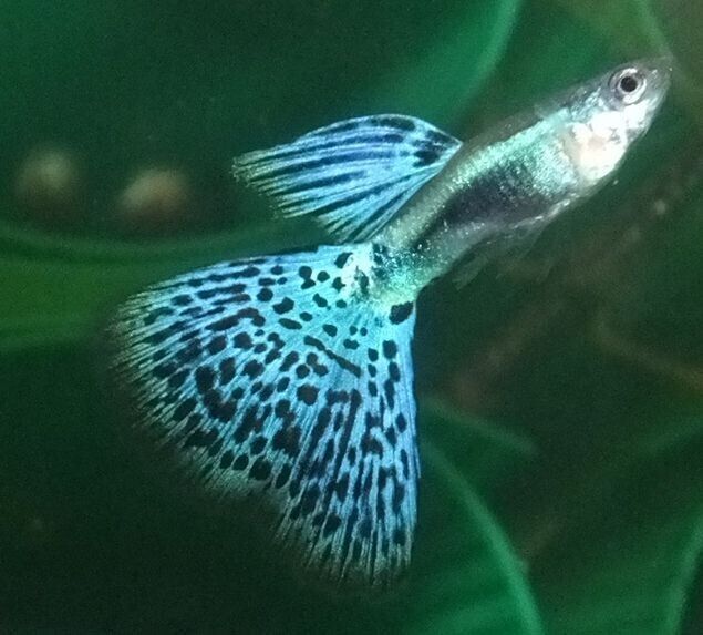 🎩 6x Blue Glass Guppy MALES - Elegance in Delicate Blue Hues! 🌿 Live Fish