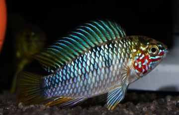 1 Pair Apistogramma Opal Live Tropical Aquarium Fish Fast Ship Beautiful Fish