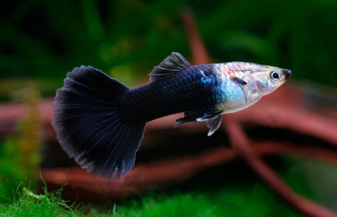 5x Half Black Guppy, MALES Live Fish. Healthy Active Strikingly Beautiful Guppy