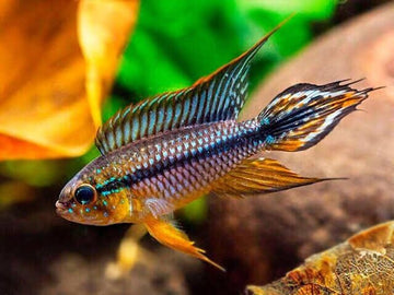 1 PAIR Apistogramma Agasizzi Live Tropical Aquarium Fish Fast Ship