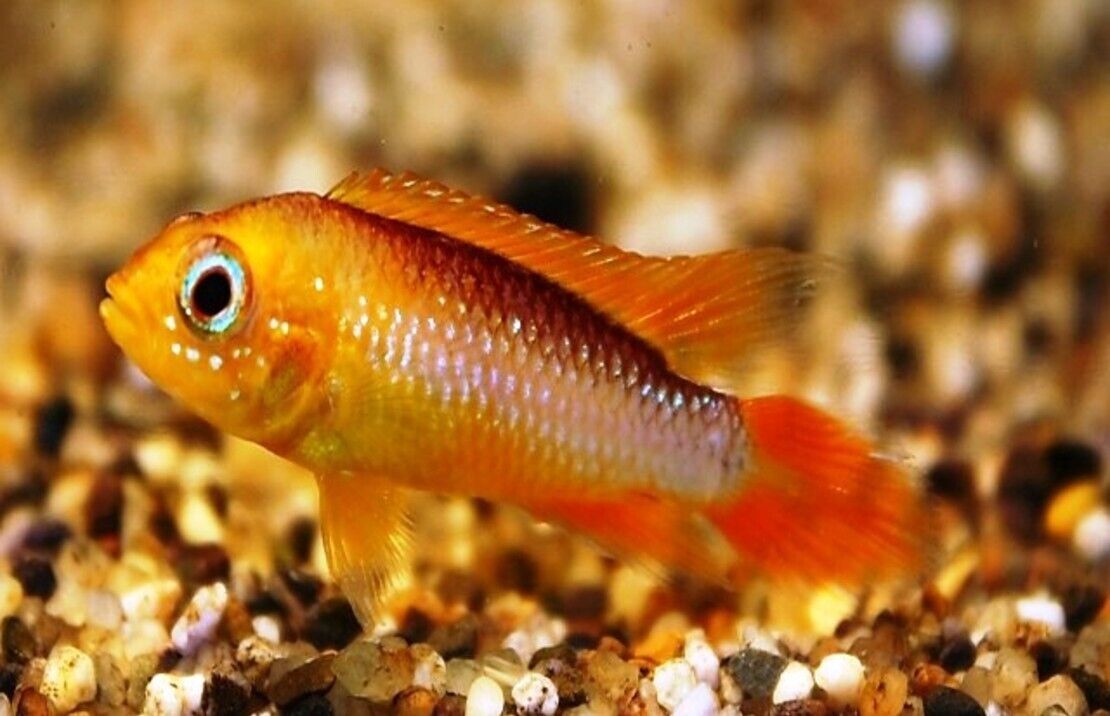 1 Pair Apistogramma Agasizzi Orange Fire Live Tropical Aquarium Fish Fast Ship