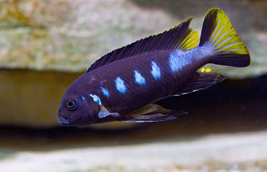 1.75 - 2" Chewere Cichlid - Colorful Freshwater Live Fish Healthy Cichlid