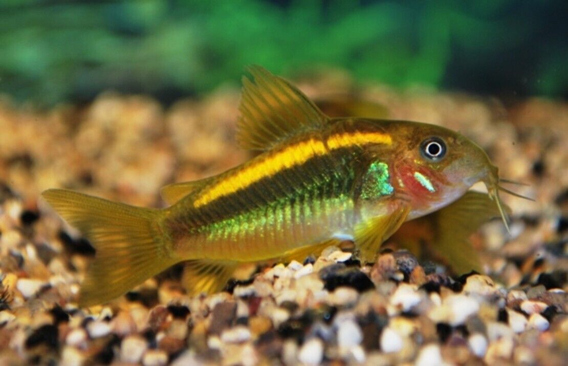 Corydora Orange Laser Adult size Elegance in Miniature Form Fast Ship Live Fish