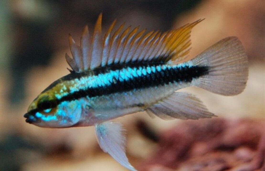 1 Pair Apistogramma Trifasciata Live Tropical Aquarium Fish Fast Shipping