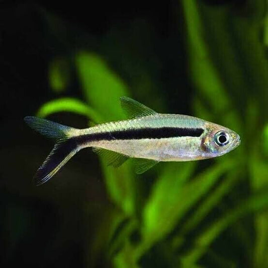 12🌟 Penguin Tetra - The Charming Dancers of the Aquarium! ( Thayeria boehlkei )