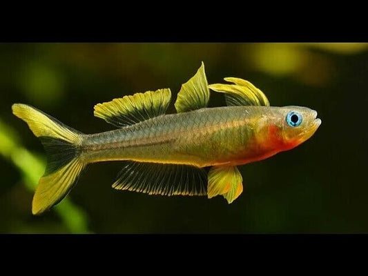 6X 🌈 Forktail Blue Eye Rainbow Fish - A Colorful Marvel 🐟 Pseudomogil Furcatus