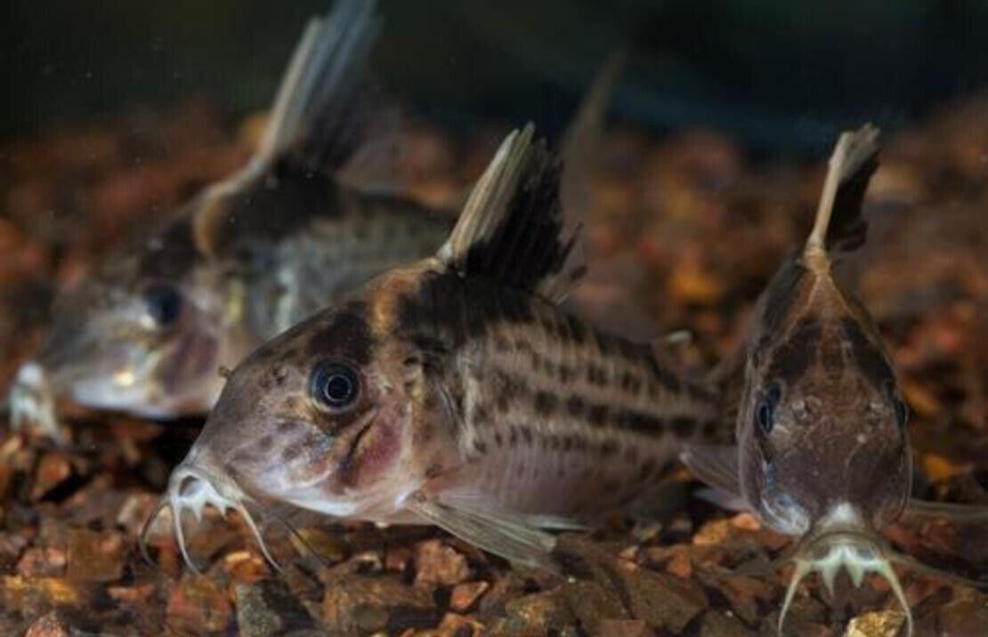 ( 2 Pack) Corydora Robustus  XL - Cory Catfish - Live Fish Awesome Lively