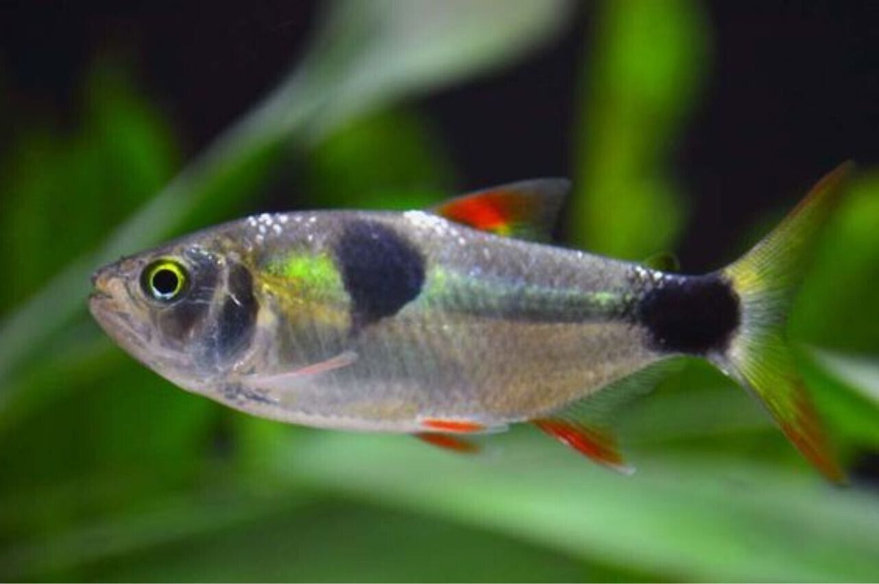 3 Exodon Bucktooth Tetra RARE Awesome fish in schools and species only tank!