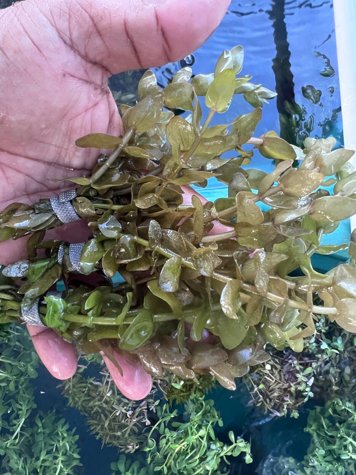 3 FULL BUNCHES Bacopa Caroliniana  Live Aquarium Plants Lush Healthy Beautiful