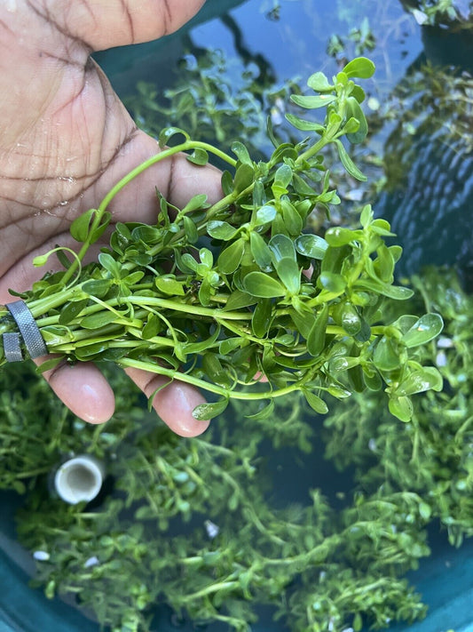 3 FULL BUNCHES Bacopa Monnieri (Moneywort)  Live Aquarium Plants FREE SHIPPING