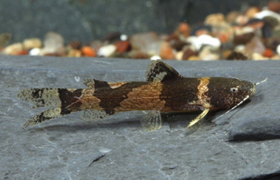 3x BUMBLE BEE CATFISH 2"+ Live Fish Fast Shipping  Healthy Hard to find