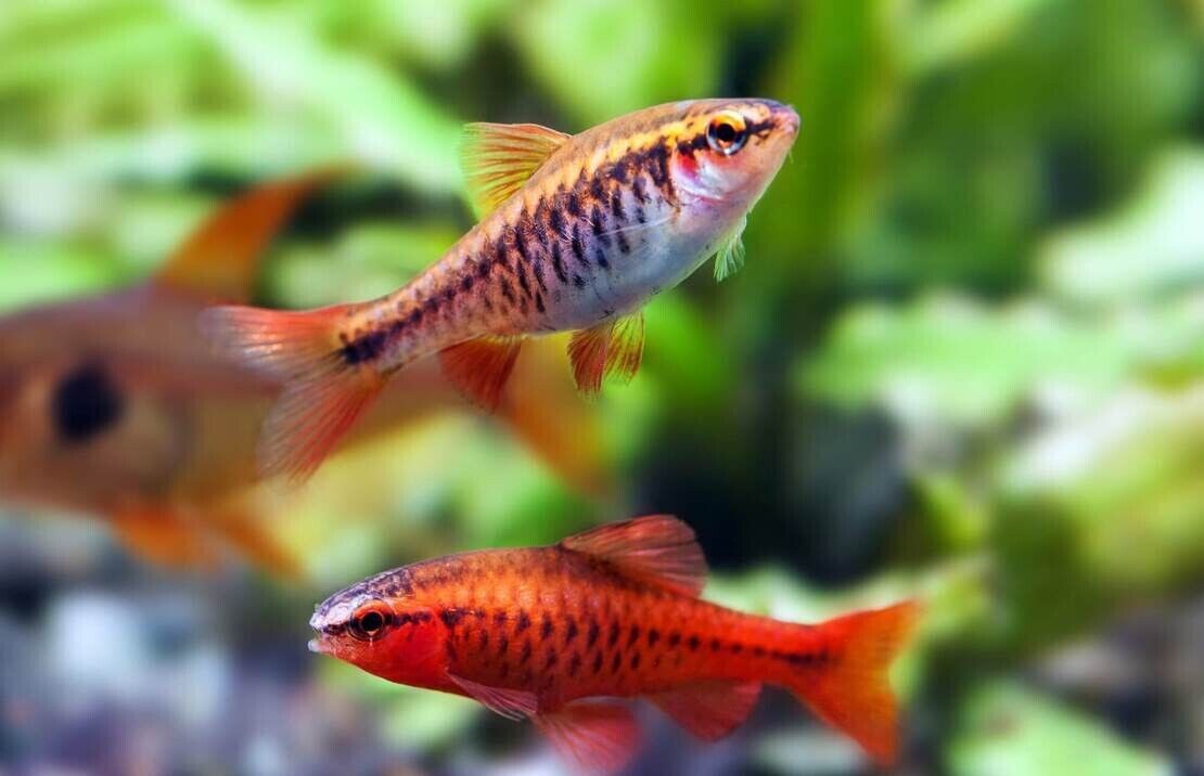 12 Large Cherry Barbs - Peaceful Schooling Live Fish Fast Shipping