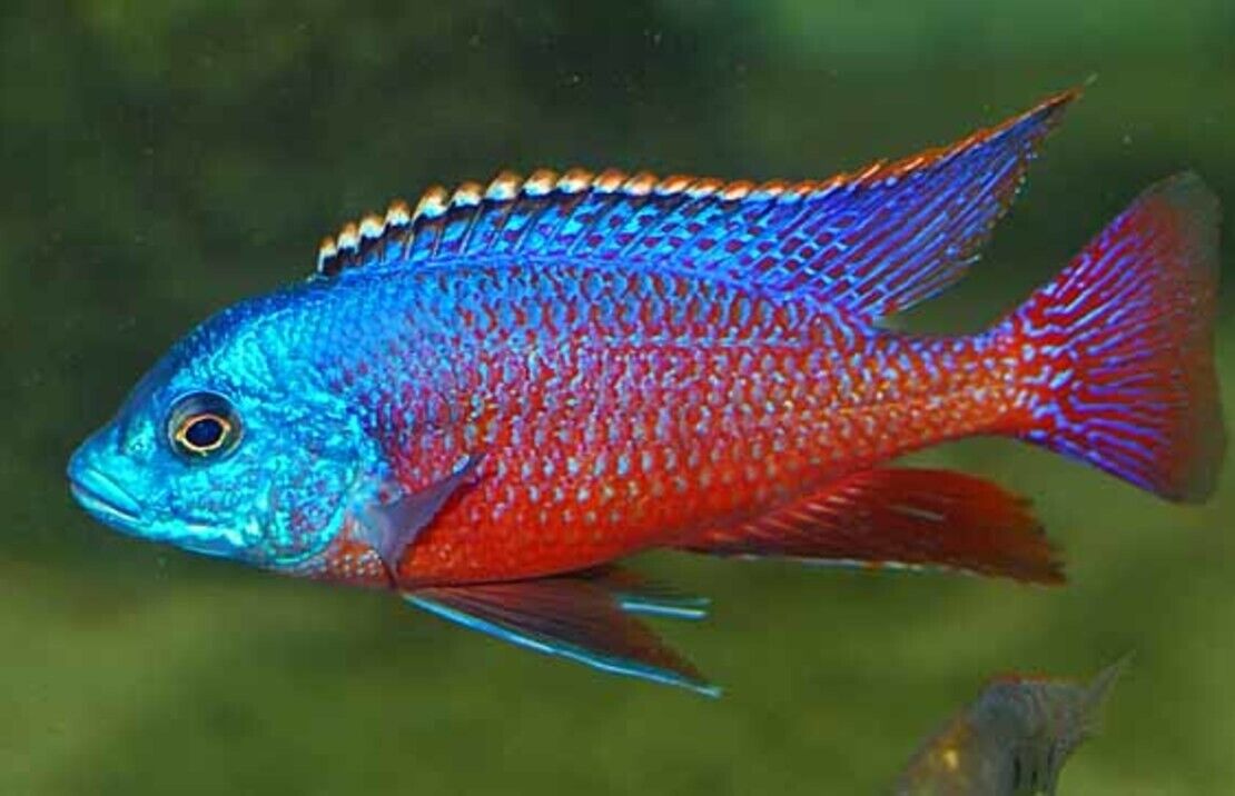 6 Pack Red Empress Cichlids 1.5" - Colorful Freshwater Live Fish Healthy Active