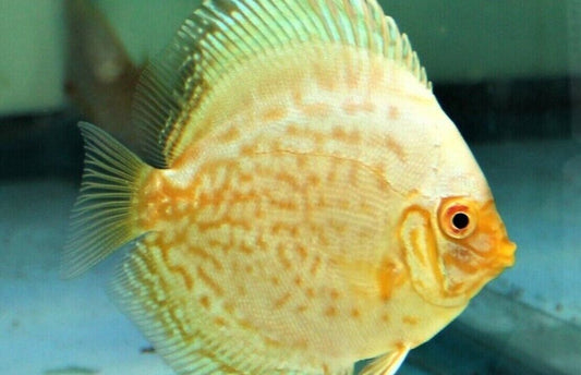 1x White Butterfly 2.5-3" Discus Healthy Live Fish tropical aquarium